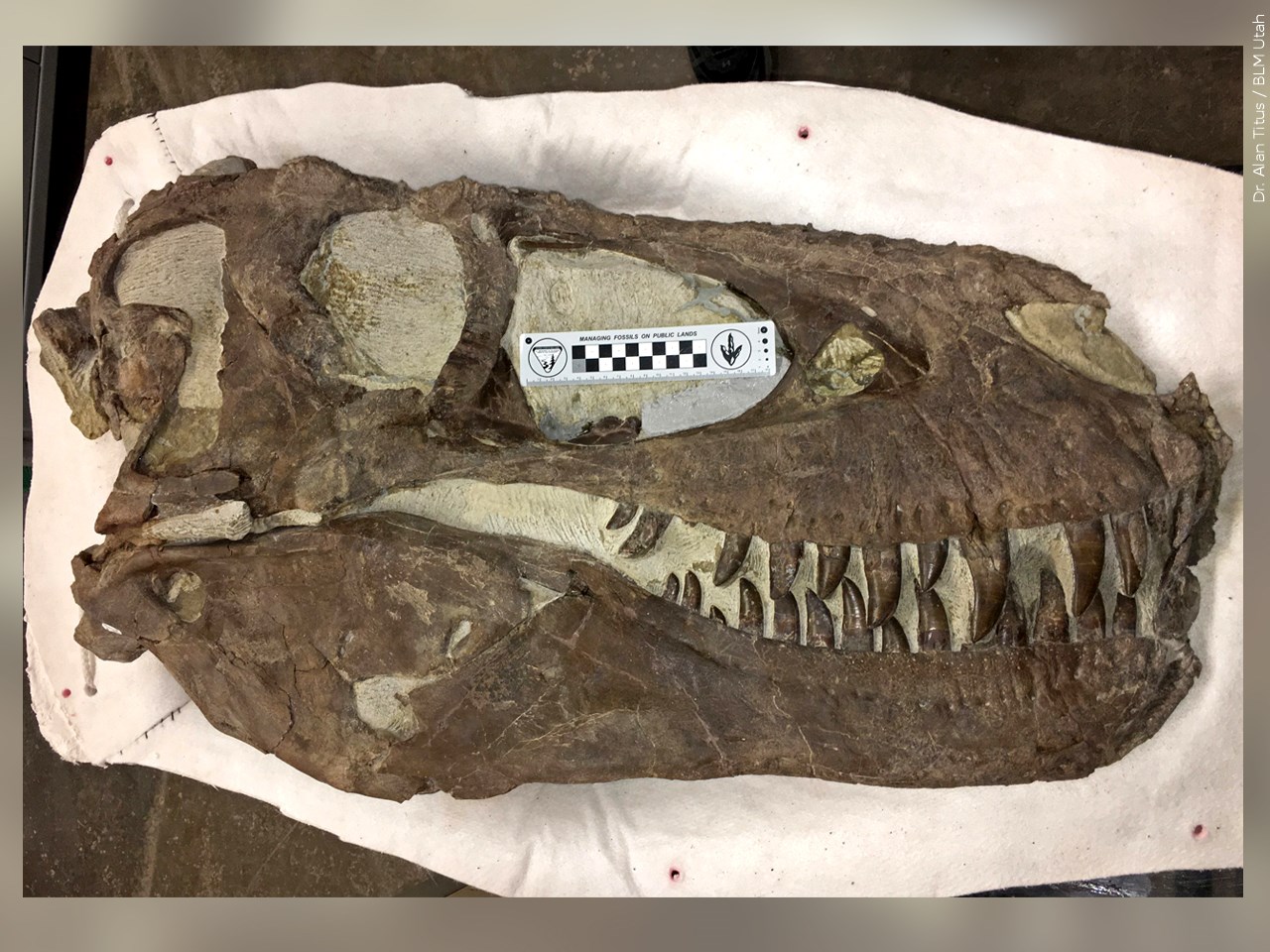 Dr. Alan Titus / BLM Utah